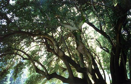 trees and woman, getty image brxbxp43757 (RF)