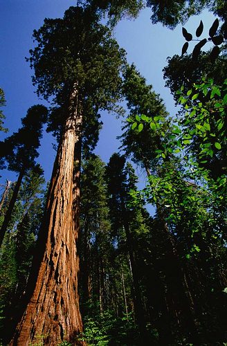 redwoods, getty image E003930 (RF)
